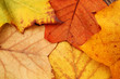 Herbstlaub...