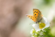beautiful butterfly in nature. macro