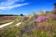 heather flowers on hill in summer