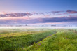 summer misty morning over meadows