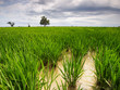 Rice field