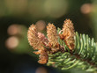 Branch of a pine in the spring