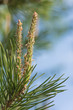 Branch of a pine in the spring