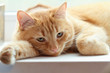 Dreamy cat