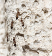 ants on the wall. macro