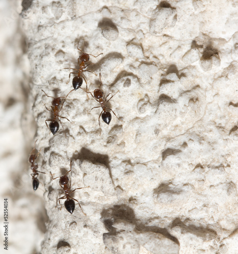 Photo: ants on the wall. macro ants on the wall. macro