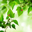 Beautiful leaves background