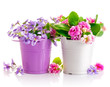flowers in bucket with green leaves isolated on white background