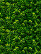 seamless texture of green leaves