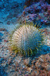 Beautiful Mediterranean Melon urchin Marseille