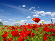 Foto: red poppy and wild flowers red poppy and wild flowers