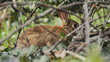 Rabbit 020