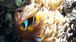 Coral and fish in the Red Sea, Egypt