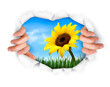 Vector: Nature background with hands ripping a paper. Vector Nature background with hands ripping a paper. Vector