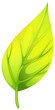 A pointed leaf