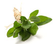 Sage - Salvia
