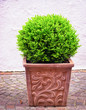small bush