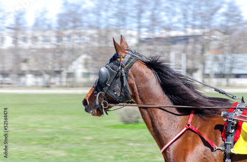 Photo: Harness racing. Racing horse in motion Harness racing. Racing horse in motion