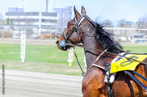 Photo: Harness racing. Racing horse in motion Harness racing. Racing horse in motion