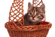 Photo: Cute kitten Cute kitten
