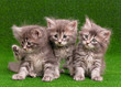 Photo: Cute gray kittens Cute gray kittens
