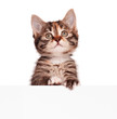 Photo: Cute kitten Cute kitten