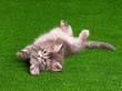 Photo: Cute kitten Cute kitten