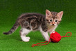 Photo: Cute kitten Cute kitten