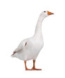 Domestic goose
