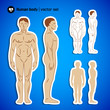 Human  body infographics