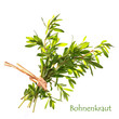 Bohnenkraut , summer savory