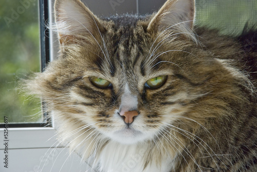 Photo: severe cat severe cat
