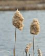 Cattails in the spring