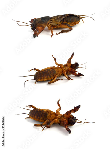 Photo: Gryllotalpa. Garden pest on white background. Gryllotalpa. Garden pest on white background.