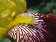 Close up of yellow iris stamen