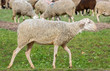 Sheep walking