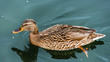 Female mallard duck.