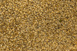 Malt seeds