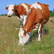 Cows on a summer pasture