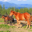 Horses on a summer mountain pasture
