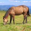 Horse on a summer mountain pasture