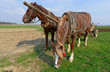 Horses with a cart on a spring field