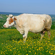 Cow on a summer pasture