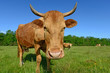 Cow on a summer pasture