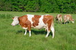 Cows on a summer pasture