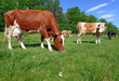 Cows on a summer pasture
