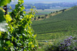 Summer vineyards