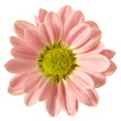 Isolated Pink Daisy