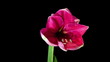 Pink Amaryllis Blooming Timelapse