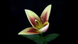 Light yellow and red lily blooming timelapse
